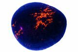 Polished Yooperlite Pebble - Highly Fluorescent! #177459-1